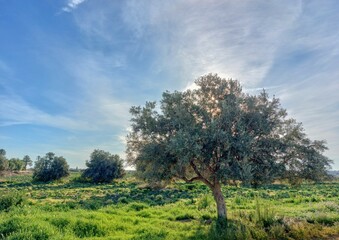 Fototapeta premium tree in green grass meadow