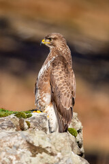 Common Buzzard (Buteo buteo) perched on a rock