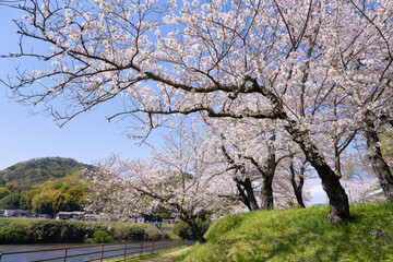 静岡県伊豆の国市　狩野川さくら公園の桜
