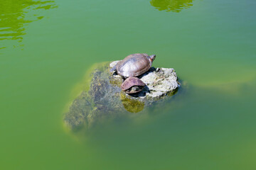 東京都江東区　亀戸天神の池の亀