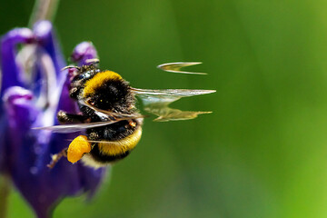 Biene auf Blüte