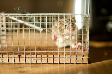Small mouse trapped alive inside a mouse trap in a sunny kitchen.