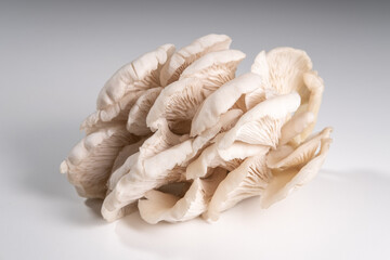 mushroom on a white background