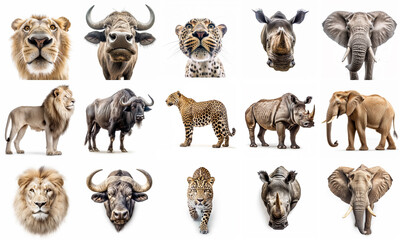 collection of big 5 african animal.