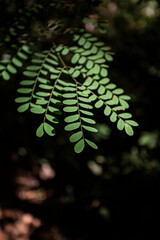 Detalhes das folhas verdes e fundo escuro