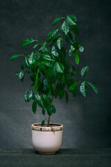 Calamondin bush fruitless in a white pot on a dark background