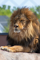 Naklejka premium The lion King