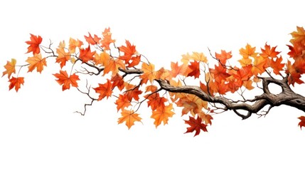 autumn leaves isolated on white