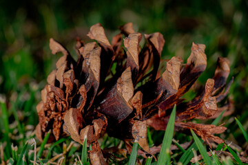 Close-up detail of  the pine cone in the green grass. Close up macro shot. Horizontal macro photography view.