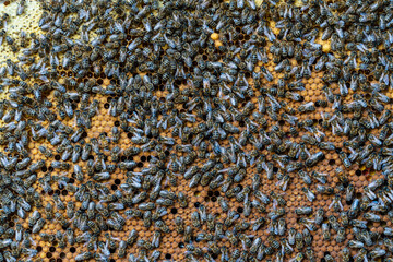 Colony of bees on honeycomb in apiary. Beekeeping in countryside. Wooden frame with honeycombs, closeup