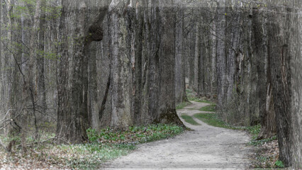 Background template slide for graphic resources communication of winding dirt path hiking trail through the woods