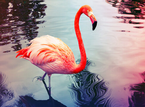 Pink flamingo walks in the water with reflections, stylized photo with colorful tonal correction filter, instagram old style