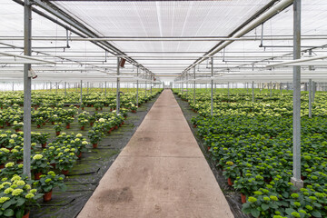 Dutch horticultural greenhouse with Hydrangeas.