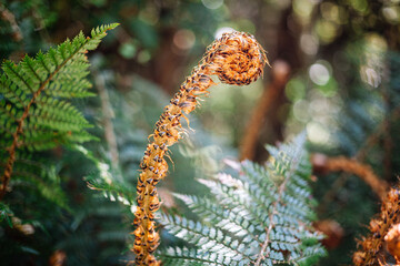 Foug&egrave;re de for&ecirc;t primaire en Nouvelle Z&eacute;lande