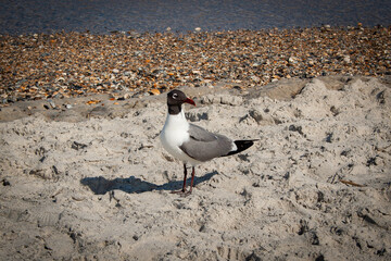 seagull on the beach