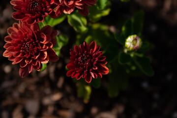 red chrysanthemum flower