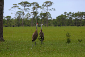 pair of beautiful florida sandhill cranes standing in field of green grass and blue sky