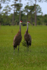 Fototapeta premium pair of beautiful florida sandhill cranes standing in field of green grass and blue sky