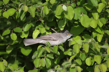 Very close-up of a male barred warbler (Curruca nisoria) with a bright yellow eye in a bush in its natural habitat in the soft morning sun
