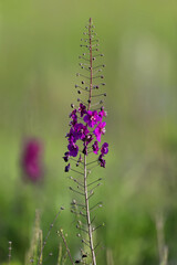Branch of purple mullein (Verbascum phoeniceum) shot close-up on a green blurred background