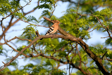 The Eurasian hoopoe (Upupa epops) photographed close up on a thick tree branch. The bird holds a small larva in its beak