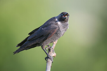An adult western jackdaw (Coloeus monedula) is shot very close up on a thin branch against a blurred green background from an unusual angle