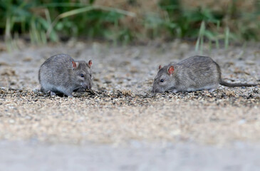 A single and a pair of adult brown rats (Rattus norvegicus) photographed in close-up feeding on the ground on leftover grain