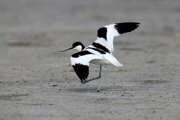 Adult pied avocet (Recurvirostra avosetta) in breeding plumage photographed in their natural habitat during the nesting period. Birds show amazing skills to keep predators away from the nest