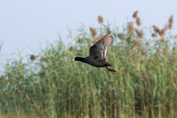 Eurasian coot or Fulica atra observed in Gajoldaba in West Bengal, India