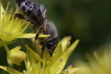bee on a flower (collection)