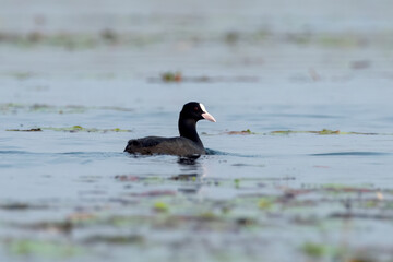 Eurasian coot or Fulica atra observed in Gajoldaba in West Bengal, India