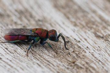 Colorful detailed closeup on a large jewel wasp, Chrysura purpureifrons, a parasite on solitary bees