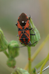 Vertical closeup on the colorful red Lygaedae seed bug, Spilostethus pandurus