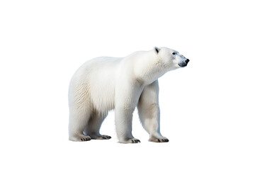Obraz na płótnie Canvas white polar bear ,walking ,front, isolated on transparent background. Generative Ai. 