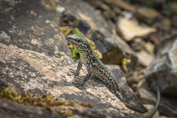 The common wall lizard bathing in the sun on a piece of rock, photo taken in Germany near the city of Osnabruck