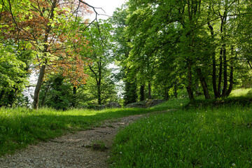 Fototapeta na wymiar Chemin et forêt