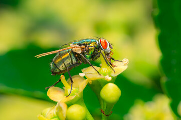 beautiful fly