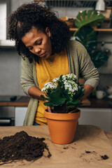 Front view of a biracial woman gently putting dirtied plant in a pot.