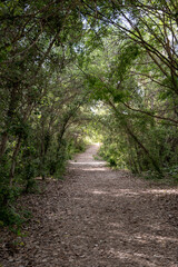 Un camino de tierra a través de un bosque