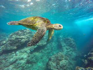 Obraz na płótnie Canvas Beautiful close up view of a sea turtle