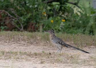 Greater Roadrunner Standing in Profile on a Dusty Trail