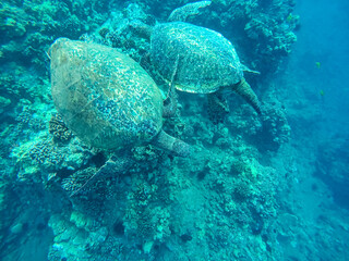 Two green sea turtle swimming together in Hawaii