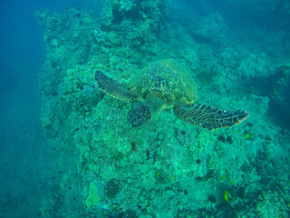 Shot of the green sea turtle in Hawaii