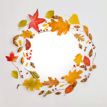 Creative fall composition, circle made of yellow and red fallen leaves and other floral elements