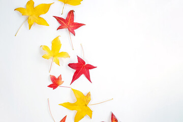 Yellow and red leaves isolated on white background, autumn composition