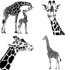 Giraffe simple isolated black and white illustration. set of wild Animal monochrome sketch. design for print, logo or tattoo