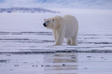 Fototapeta na wymiar Polar bear (Ursus arctos) on ice in Svalbard