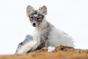 Arctic fox (Vulpes lagopus) photographed in Svalbard