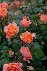 beautiful blooming roses