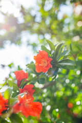 red flowers in the garden